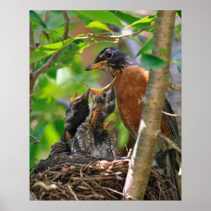 Póster Mamãe e Robins de Bebê