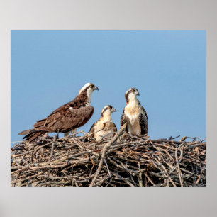 Póster Mamãe Osprey com seus filhos