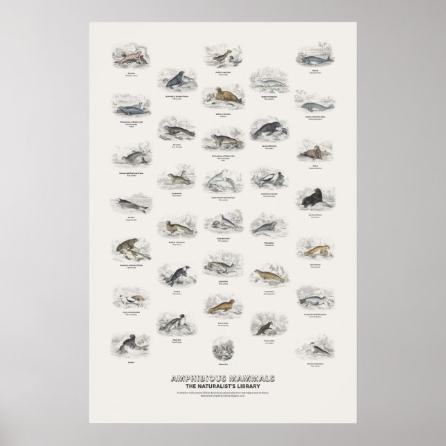 Poster Mamíferos Anfíbios - Biblioteca do Naturalista (Frente)