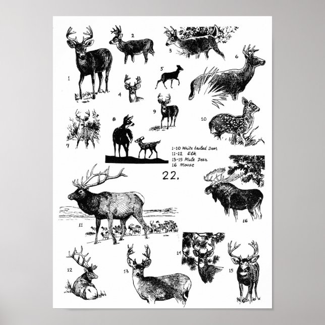POSTER MAMMALS (Frente)