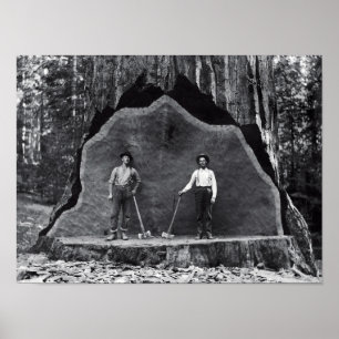 Poster MAMMOTH SEQUOIA c. 1878