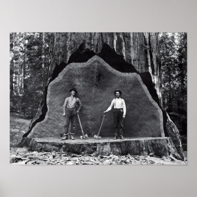 Poster MAMMOTH SEQUOIA c. 1878 (Frente)