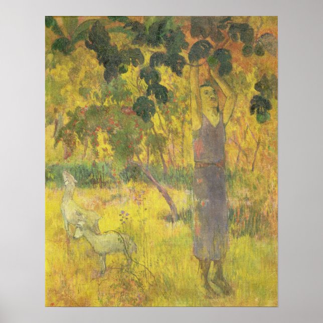 Póster Man Picking Fruta de uma árvore, 1897 (Frente)