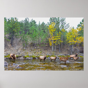 Poster Manada de Alces Vadeando no Rio Big Thompson