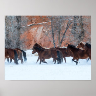 Poster Manada de Cavalos Correndo na Neve