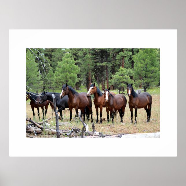 Poster Manada de cavalos selvagens (Frente)