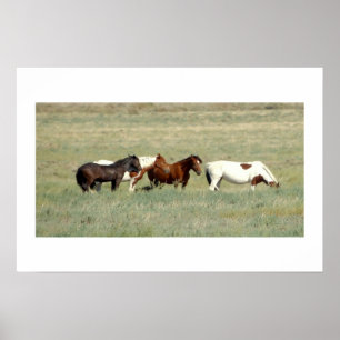 Poster Manada de cavalos selvagens