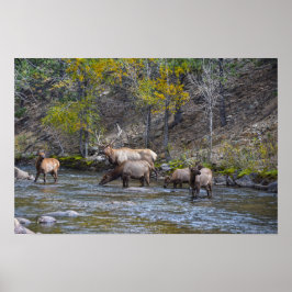 Poster Manada de Veados no Rio Big Thompson