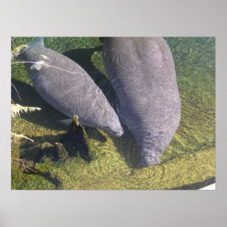 Póster Manatees