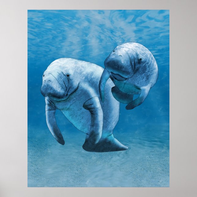 Poster Manatees (Frente)