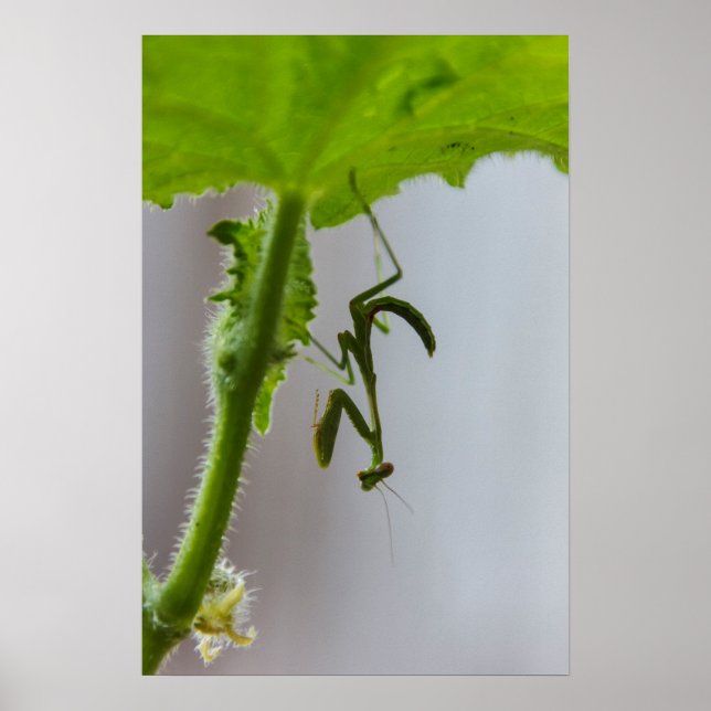 Póster Manatite de oração bebê (Frente)