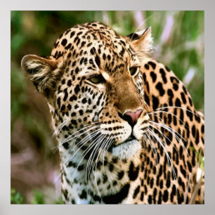 Poster manchado do leopardo