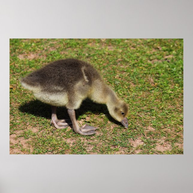 Poster Manchas (Frente)