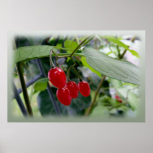 Poster Manchas vermelhas do outono