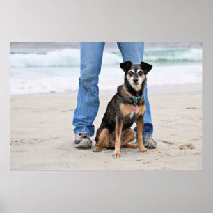 Poster Manchester Terrier X - Jordão - Derr