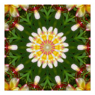 Póster Mandalas de Flor de Plumeria com Simetria Tropical