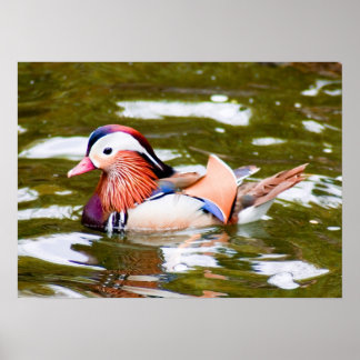 Poster Mandarin Duck