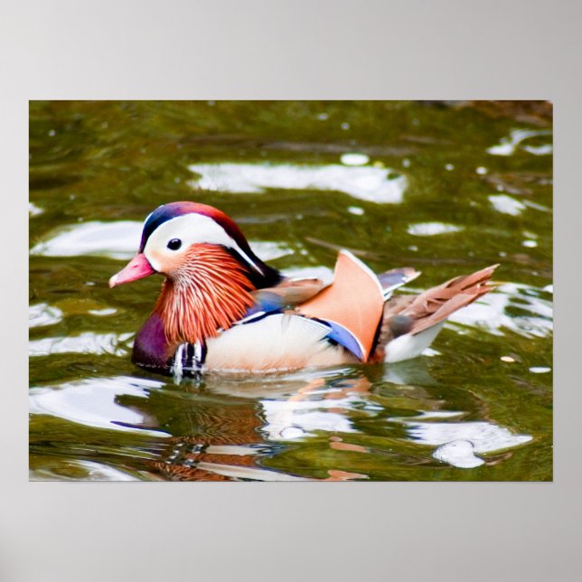 Poster Mandarin Duck (Frente)