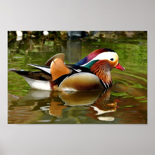 Póster Mandarin Duck (Frente)