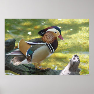 Póster Mandarin Duck