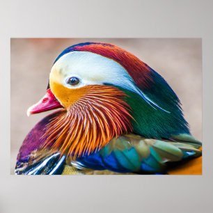 Poster Mandarin Duck Bonito