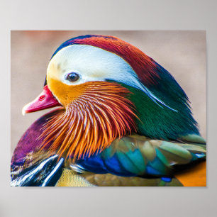 Poster Mandarin Duck Fechar Retrato