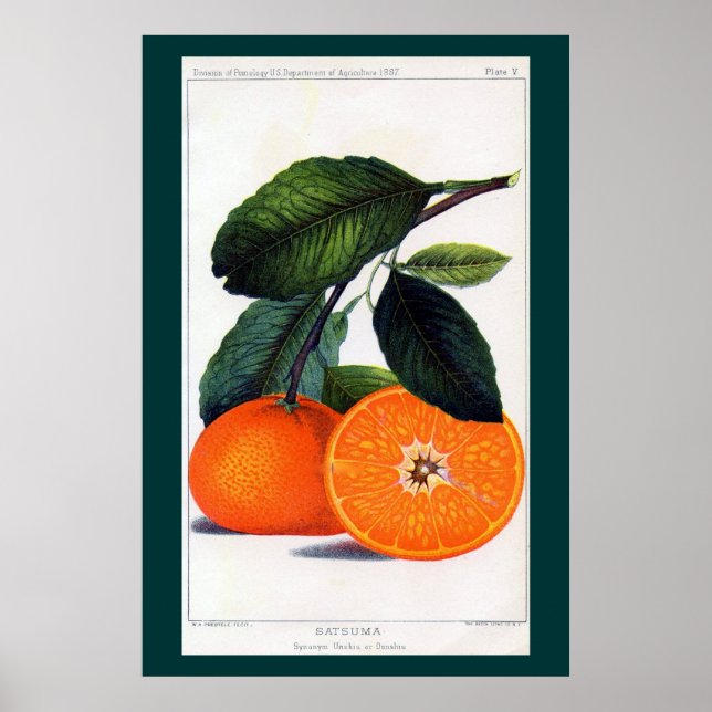 Póster Mandarin Orange (Frente)
