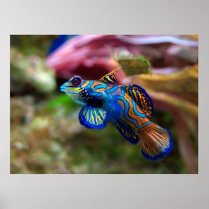 Póster Mandarinfish