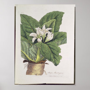 Póster Mandragora da atropa