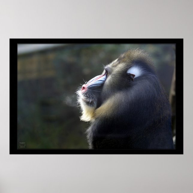 Poster Mandrill (Frente)