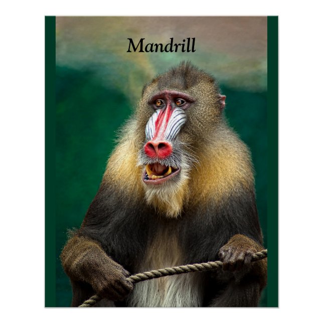 Póster Mandrill, África (Frente)