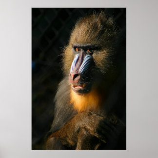 Póster Mandrill Monkey