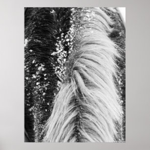 Póster Mané de Cavalo de inverno com neve
