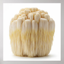 Mane Mushroom de Lion