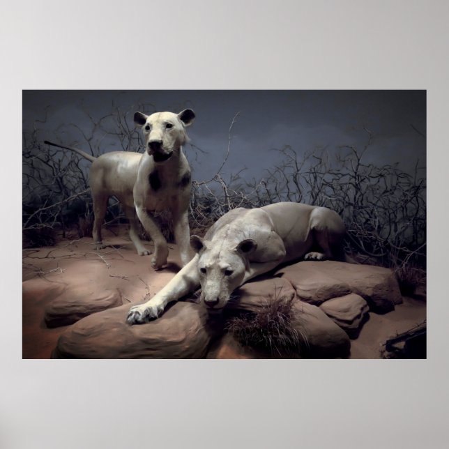 PÓSTER MANEAMENTO DE LEÕES DE TSAVO (Frente)