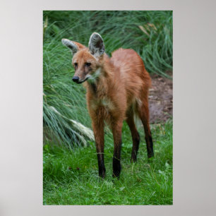 Poster Maned Wolf