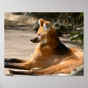 Poster Maned Wolf deitado no chão