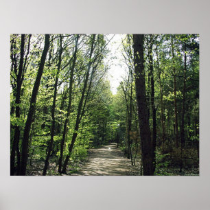 Póster Maneira da floresta