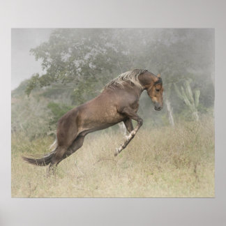 Poster Mangalarga Marchador Stallion na Liberdade