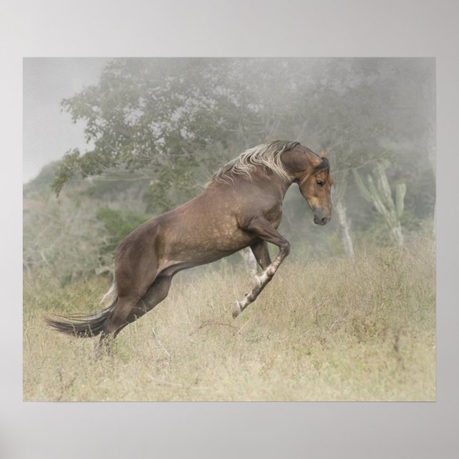 Poster Mangalarga Marchador Stallion na Liberdade (Frente)
