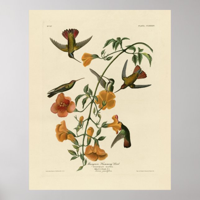 Poster Mango Hummingbird das Aves da América de Audubon (Frente)