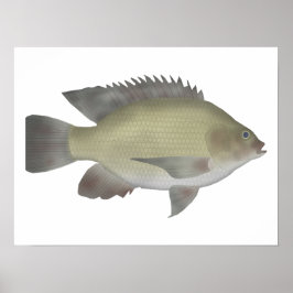 Poster Mango Tilapia