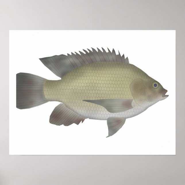 Poster Mango Tilapia (Frente)