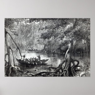 Póster Manguezais Forest