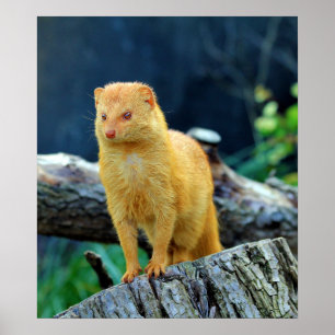 Póster Mangusto delgado Galerella Sanguinea