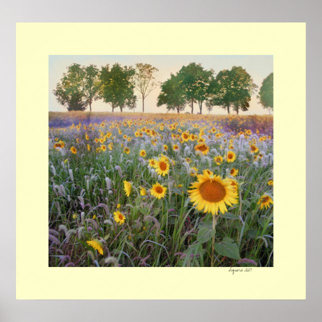 Poster Manhã De Verão (Frente)