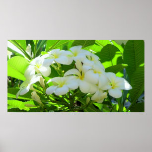 Póster Manhã do cumprimento do Plumeria