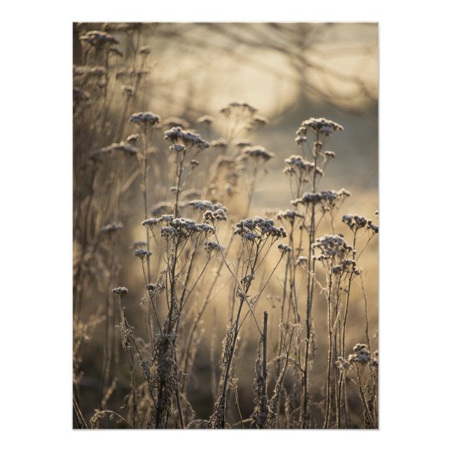 Póster Manhã Dourada e Gelada Campestre Flamenga (Frente)