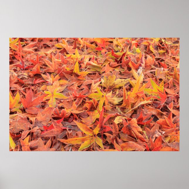 Póster Manhã gelada, Mill Creek, WA, EUA (Frente)