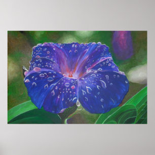 Poster Manhã Glória (Ipomoea Purpurea) Petais e Dew Dr.